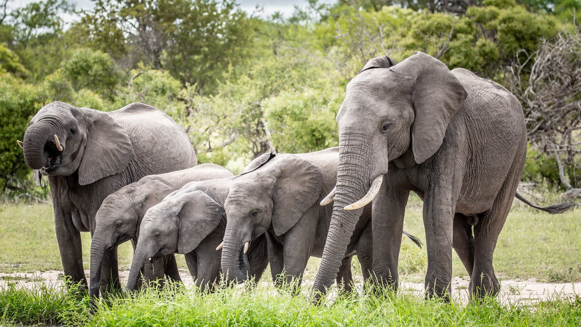 Safari tours in South Africa