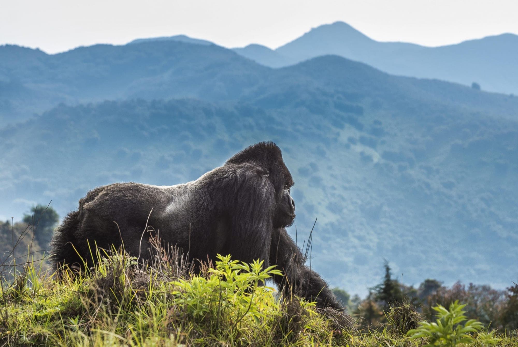 3-Days Gorilla Encounters: Rwanda's Mountain Wilderness