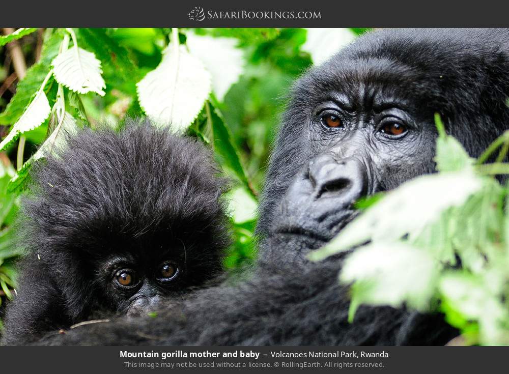 6-Days Primate Encounter: Rwanda's 6-Day Wilderness Quest