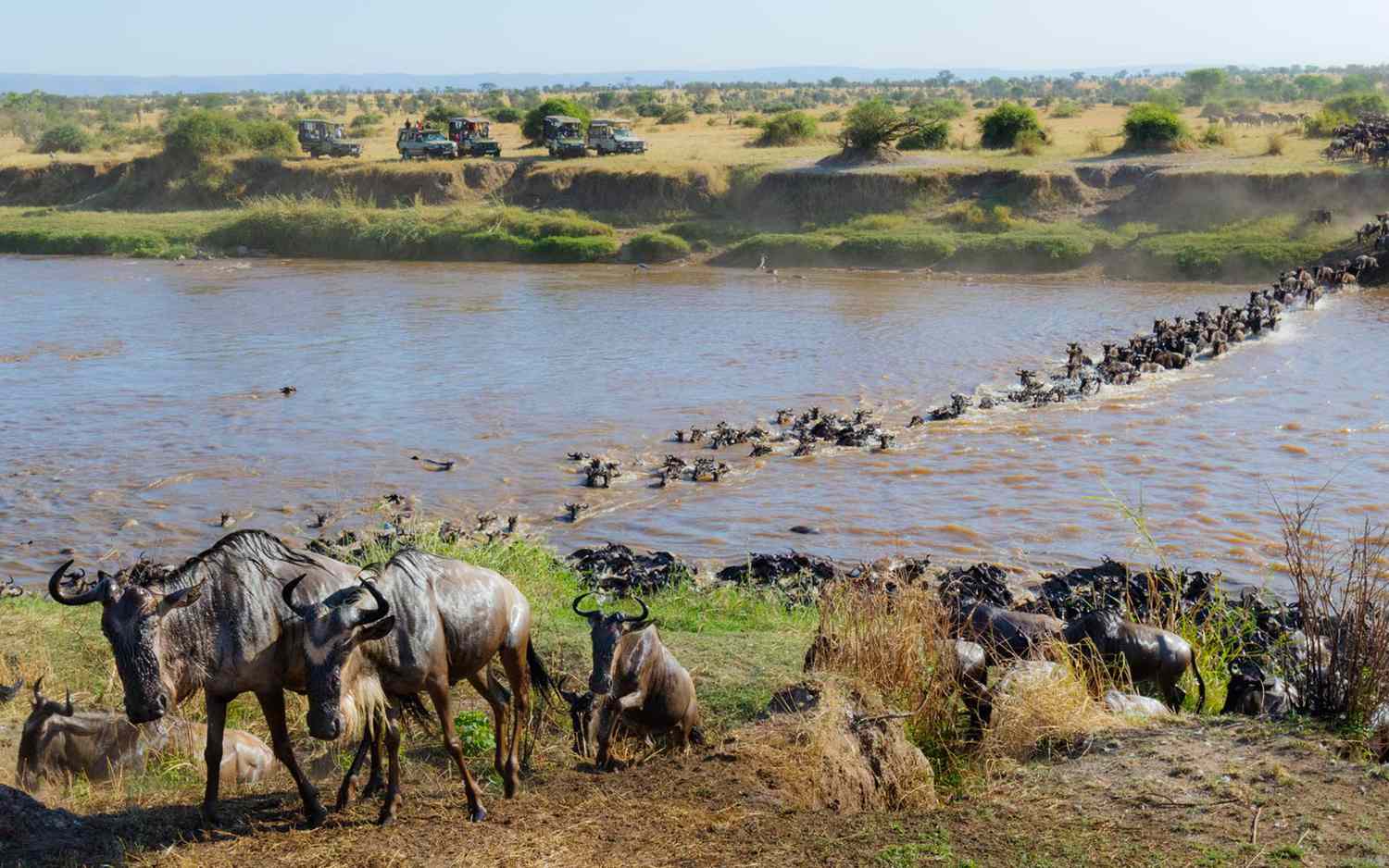 Maasai Mara National Reserve safari tours