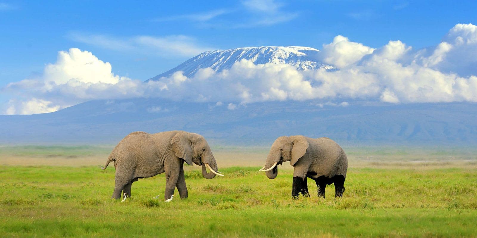 Kenya's Golden Circle Safari Adventure