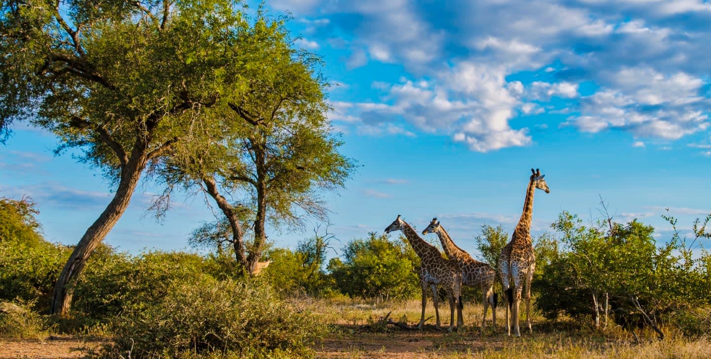 7-Days Kruger's Greatest: 7-Day Premium Safari Experience