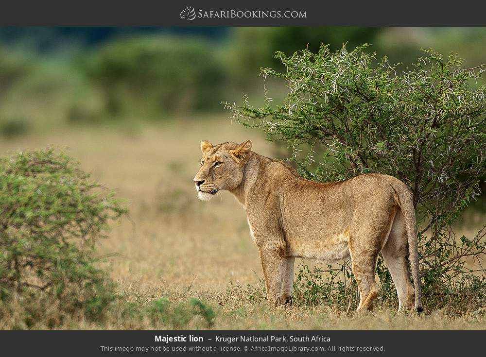 Golden Kruger Big Five Adventure