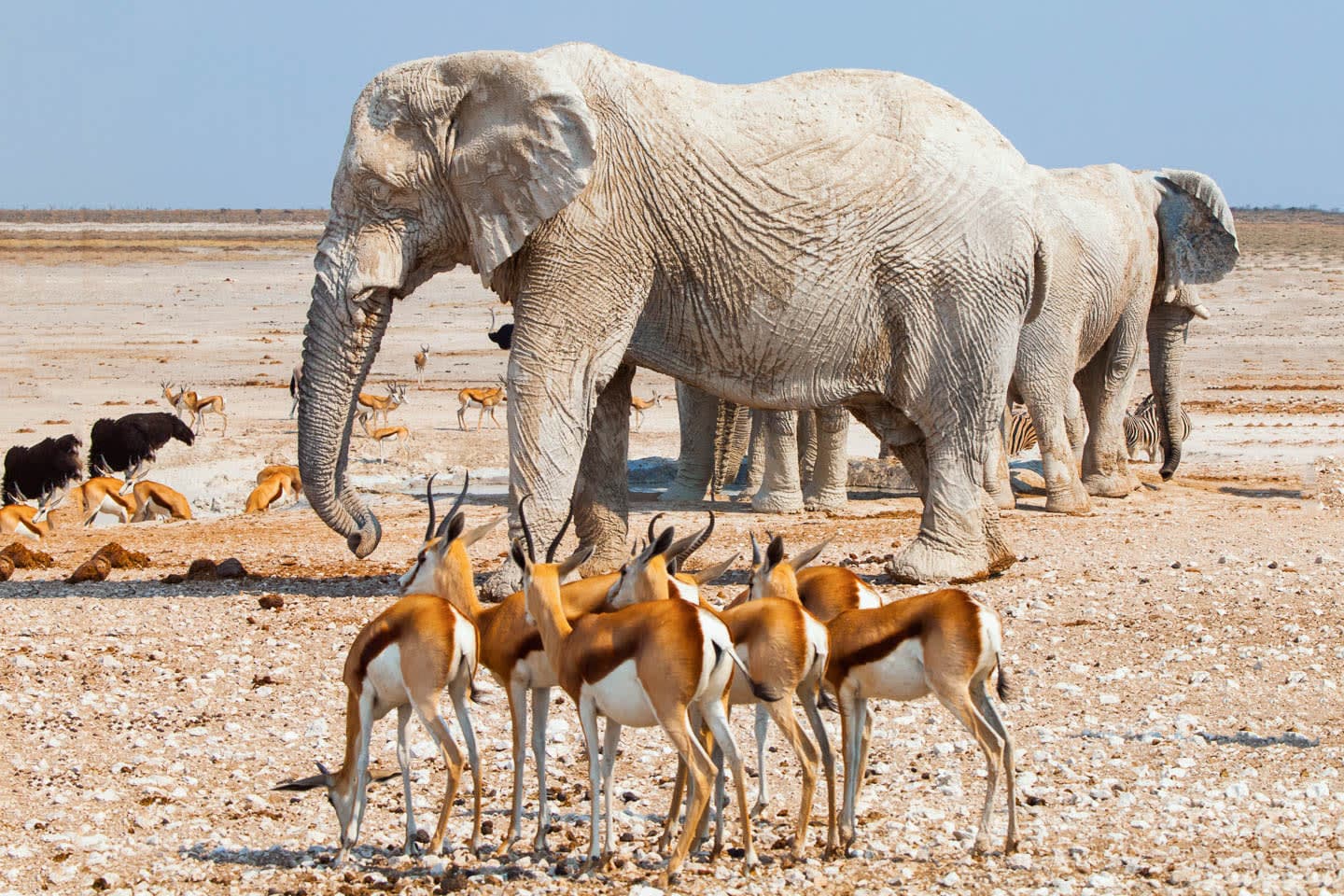8-Days Namibia's Iconic Wildlife Explorer