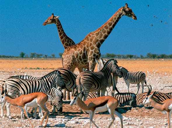 10-Days Namibia's Complete Wilderness: 10-Day Safari