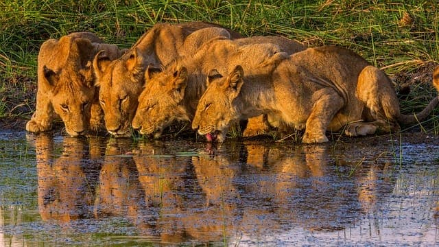 9-Days Ultimate Zambia Big Five Explorer