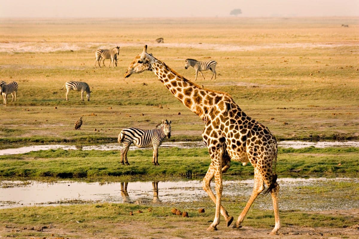 9-Days Botswana's Big Five Explorer Safari