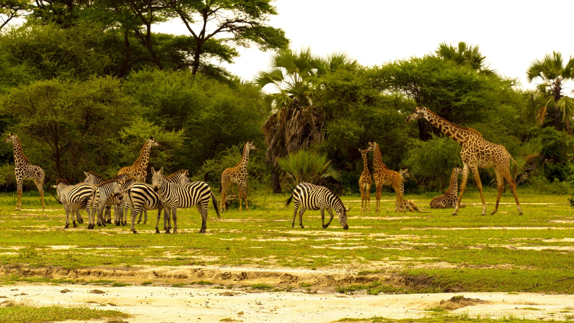 10-Days Ultimate Tanzania Safari & Zanzibar Escape