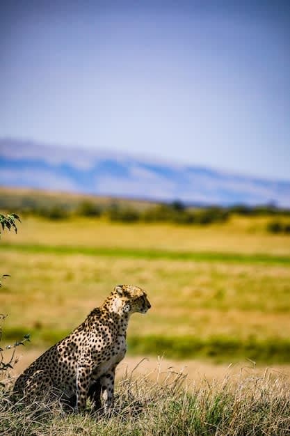 7-Days Maasai Mara Explorer: 7-Day Wildlife Escape