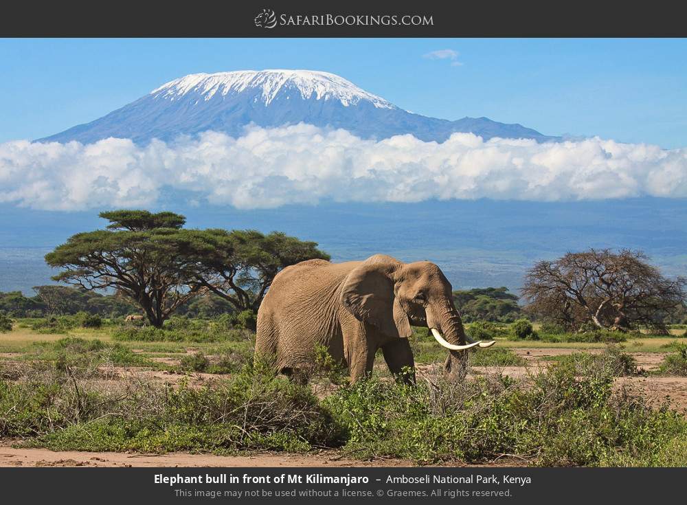 Kenya's Big Three: Amboseli to Mara Adventure