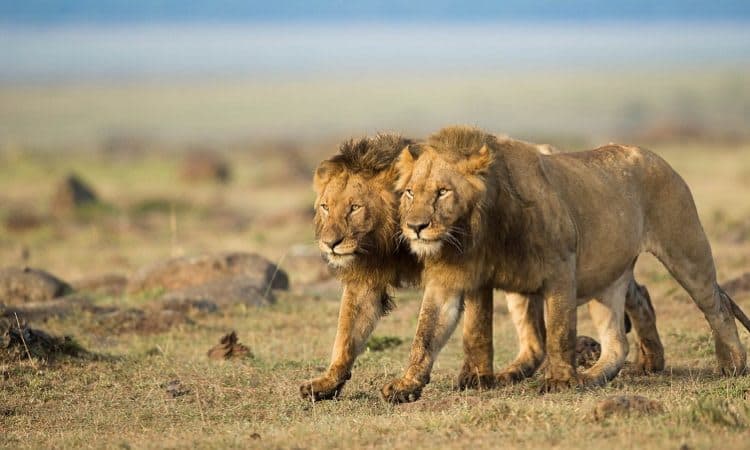 7-Days Ultimate Kenya Safari Adventure Experience