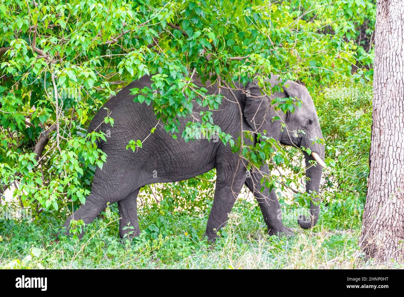 12-Days Kruger to Cape Town: 12-Day African Adventure