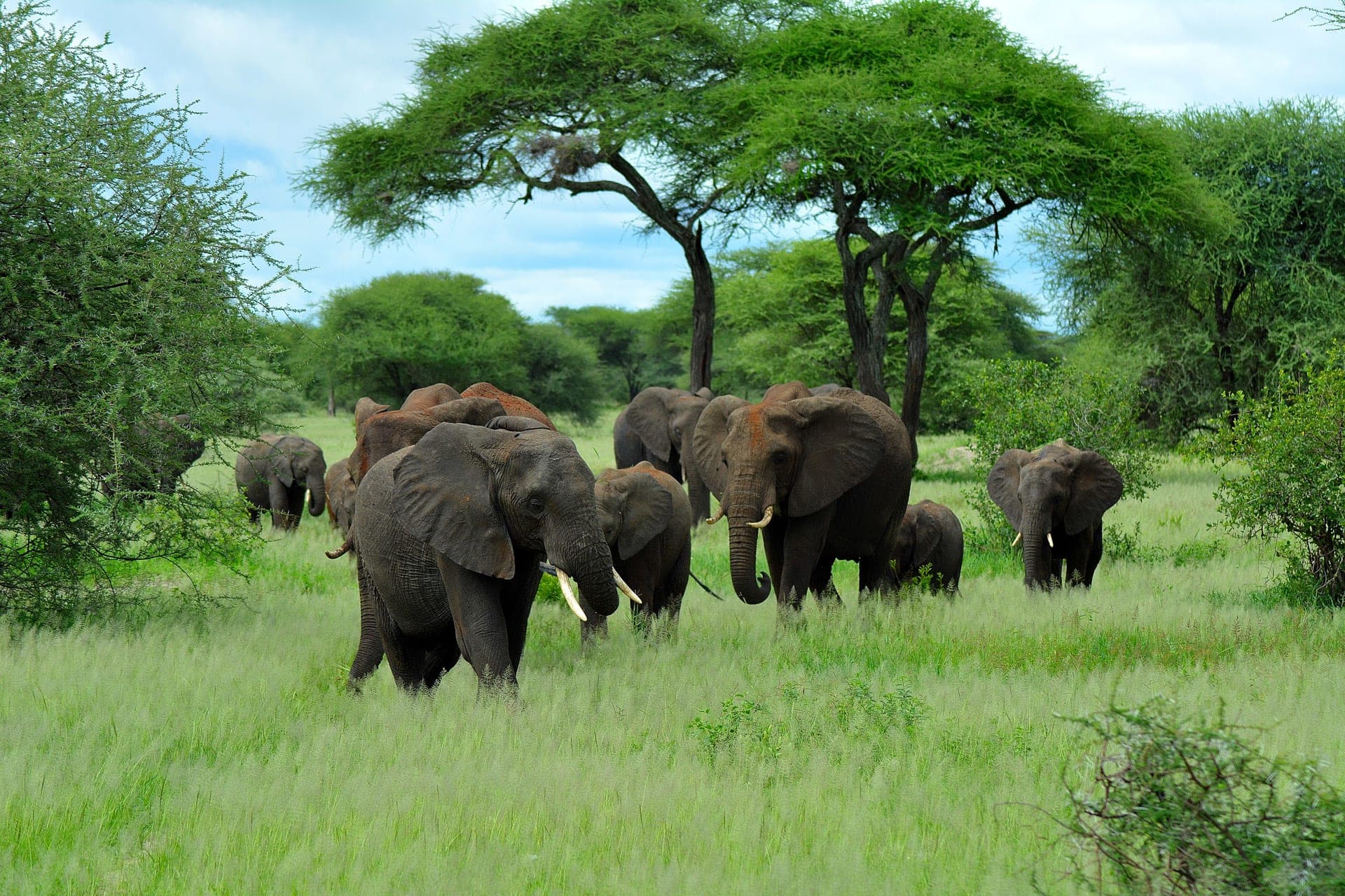 Tanzania's Ultimate Big Five Experience