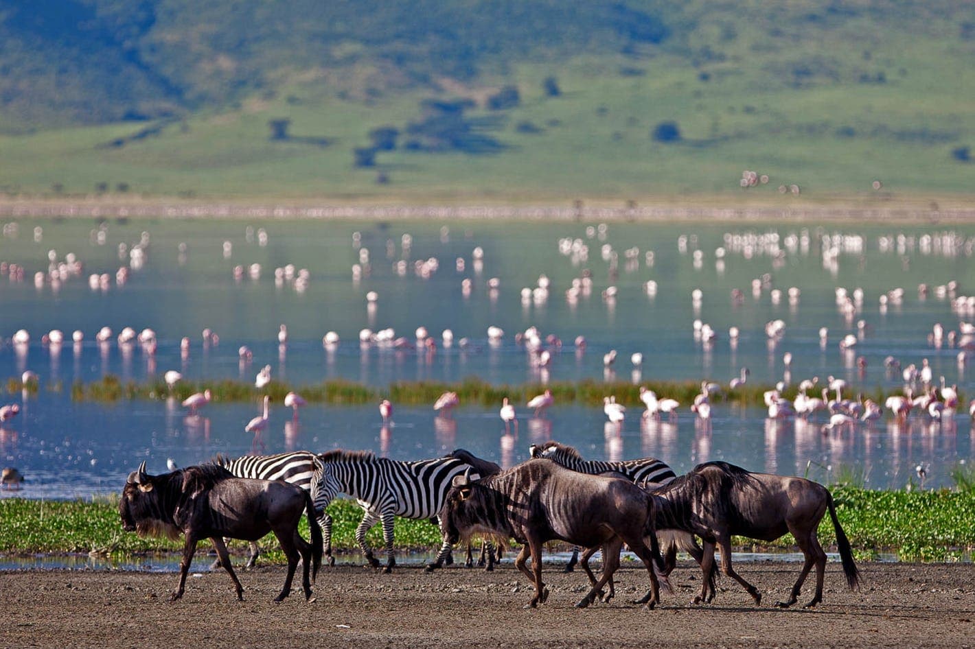 Northern Tanzania Wildlife Adventure