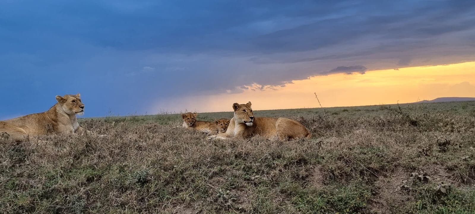 6-Day Ngorongoro/Serengeti/Manyara Road Safari