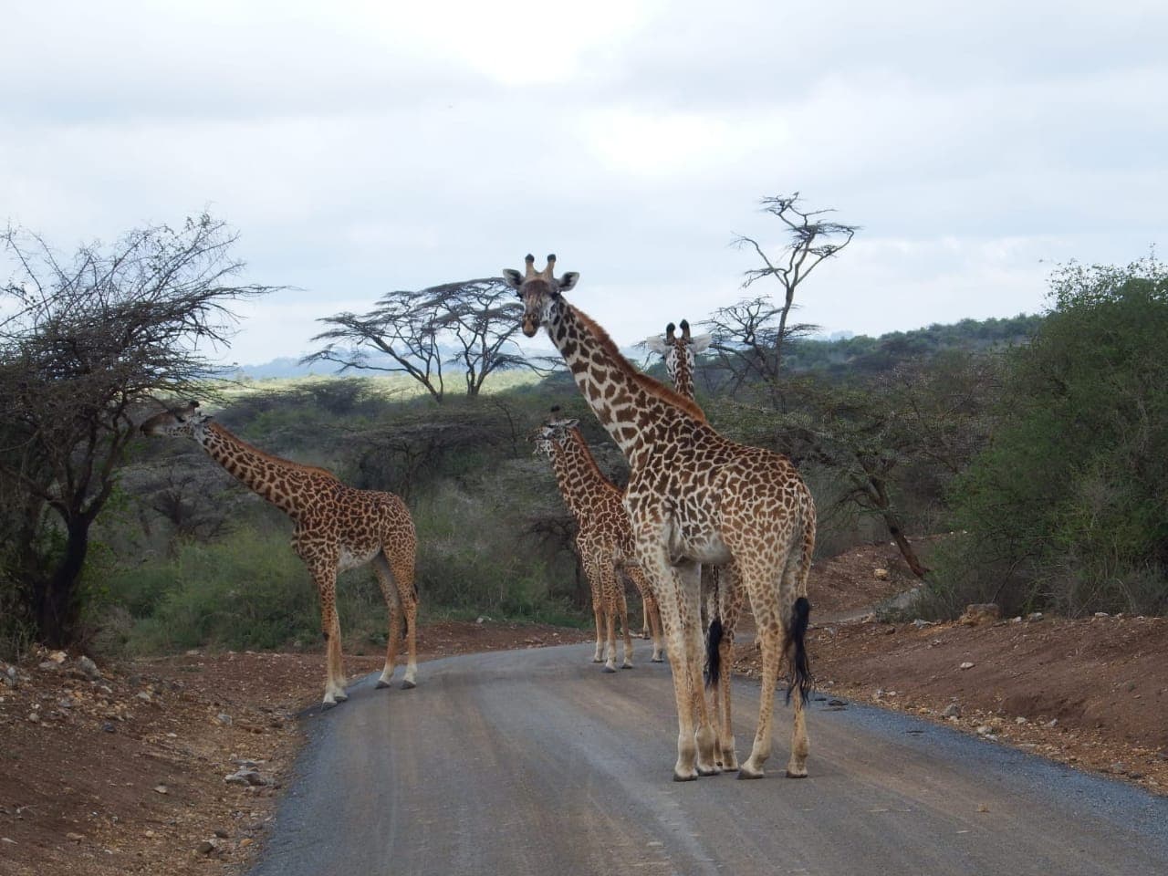 3-Day Ruaha National Park Flying Safari