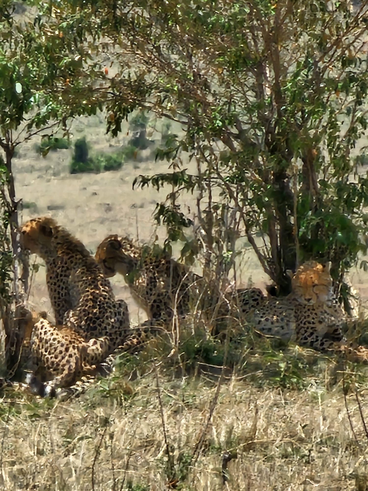 3-Day Queen Elizabeth National Park Safari