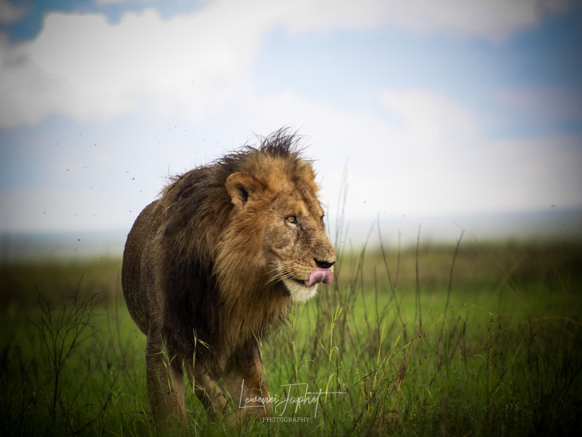 7-Day Northern Tanzania Classic Safari