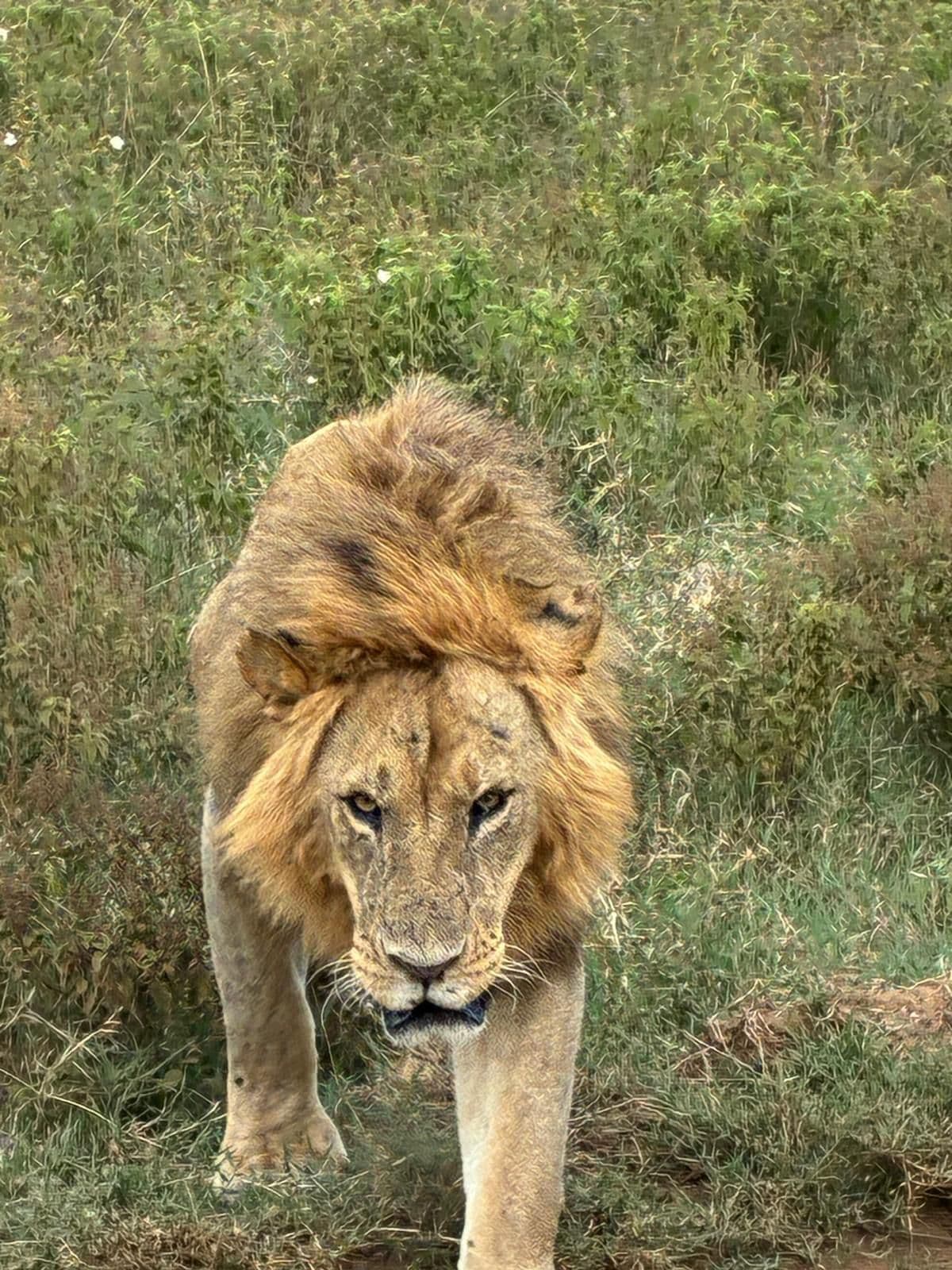 4-Day Tarangire, Serengeti, Ngorongoro Budget Safari