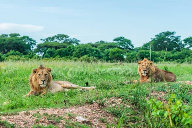 4-Day 4-Day Bwindi impenetrable national Park and Queen Elizabeth National Park