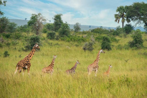 10-Day Uganda Safari, Gorilla & Wildlife Tours.