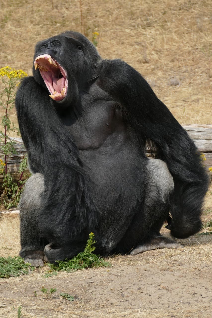 10-Day Ultimate Uganda Safari