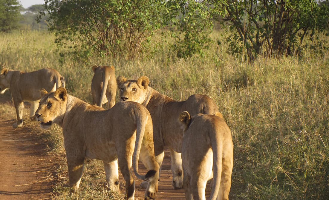 11-Day Kenya Tanzania Safari Masai Mara, Lake Nakuru, Amboseli, Arusha, Serengeti and Ngorongoro Crater.