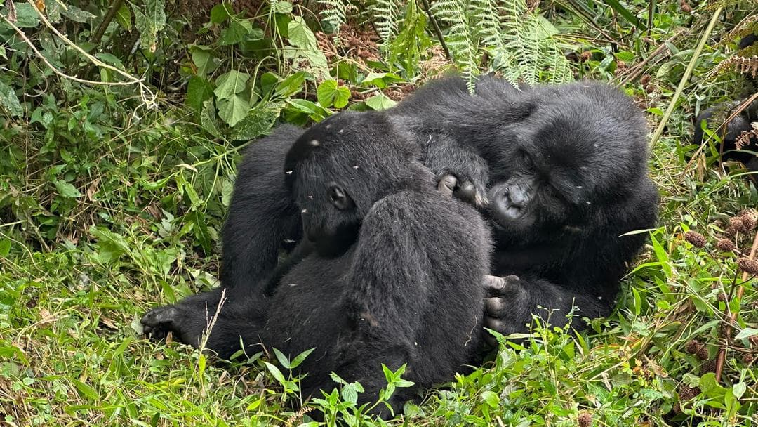 4-Day Gorilla Trekking and Lake Bunyonyi