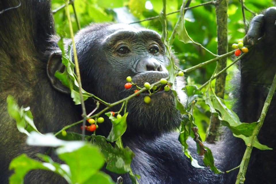 8-Day Entebbe to Ziwa Rhino Sanctuary & Murchison Falls NP