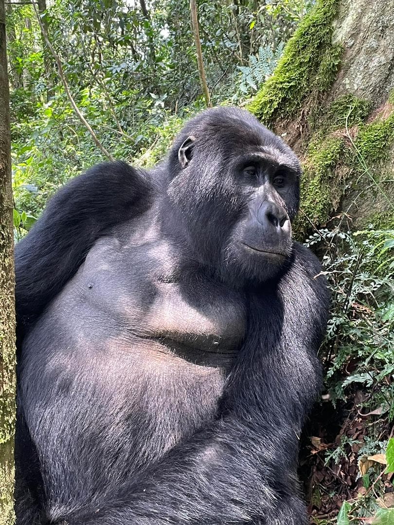3-Day Gorilla trekking Uganda