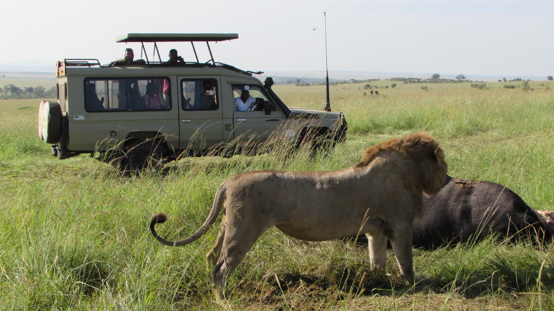10-Day Affordable Kenya Tanzania Safari Masai Mara, Lake Nakuru, Amboseli, Serengeti and Ngorongoro Crater...