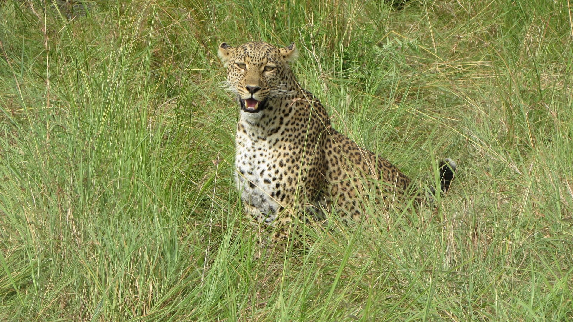 12-Day Best African Safari across Kenya and Tanzania Iconic Parks