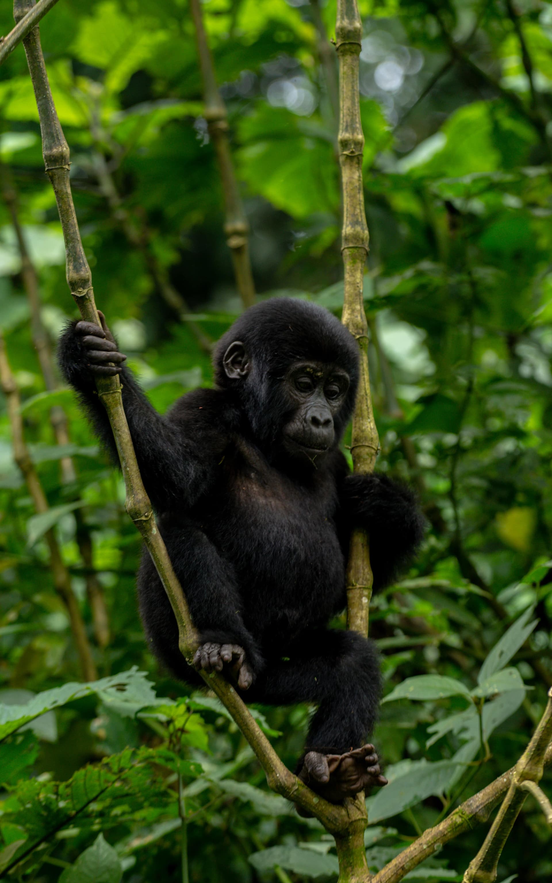 7-Day Chimps, Gorillas Trekking and Wildlife Tour