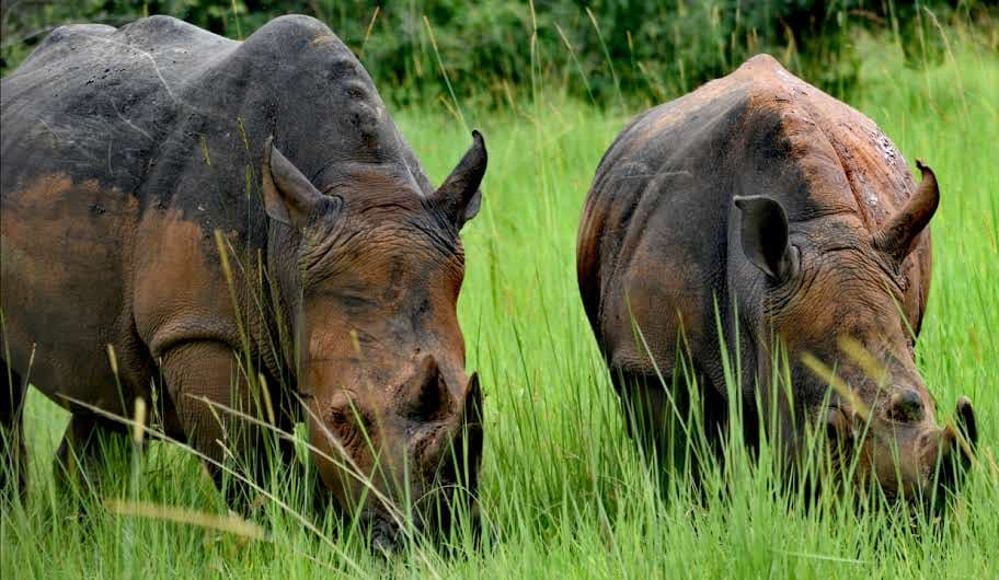 6-Day Big Five Combo, Chimps and Murchison Falls