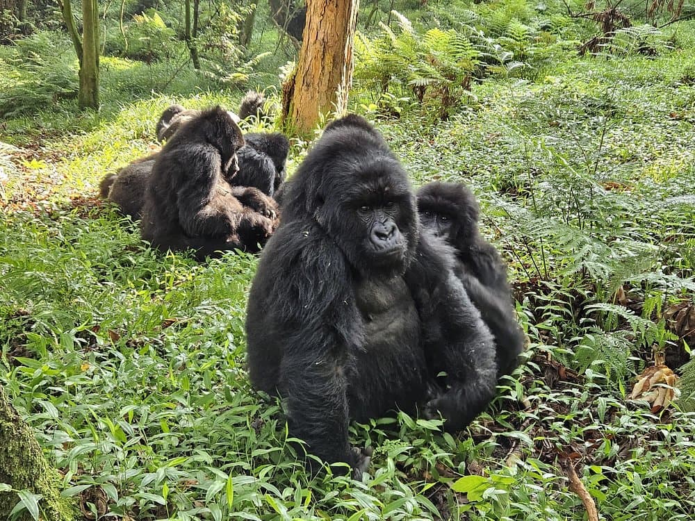 5-Day 5 Days Gorilla Trekking Adventure – Bwindi by Road