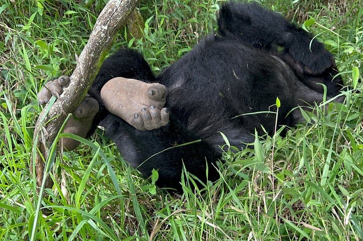 4-Day Days Gorilla Trekking in Uganda via Rwanda