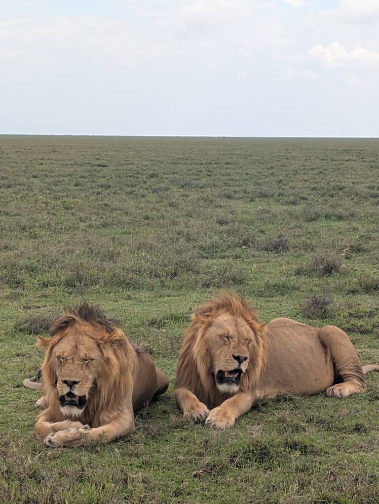 4-Day Cross-Border Safari Nairobi Serengeti & Ngorongoro