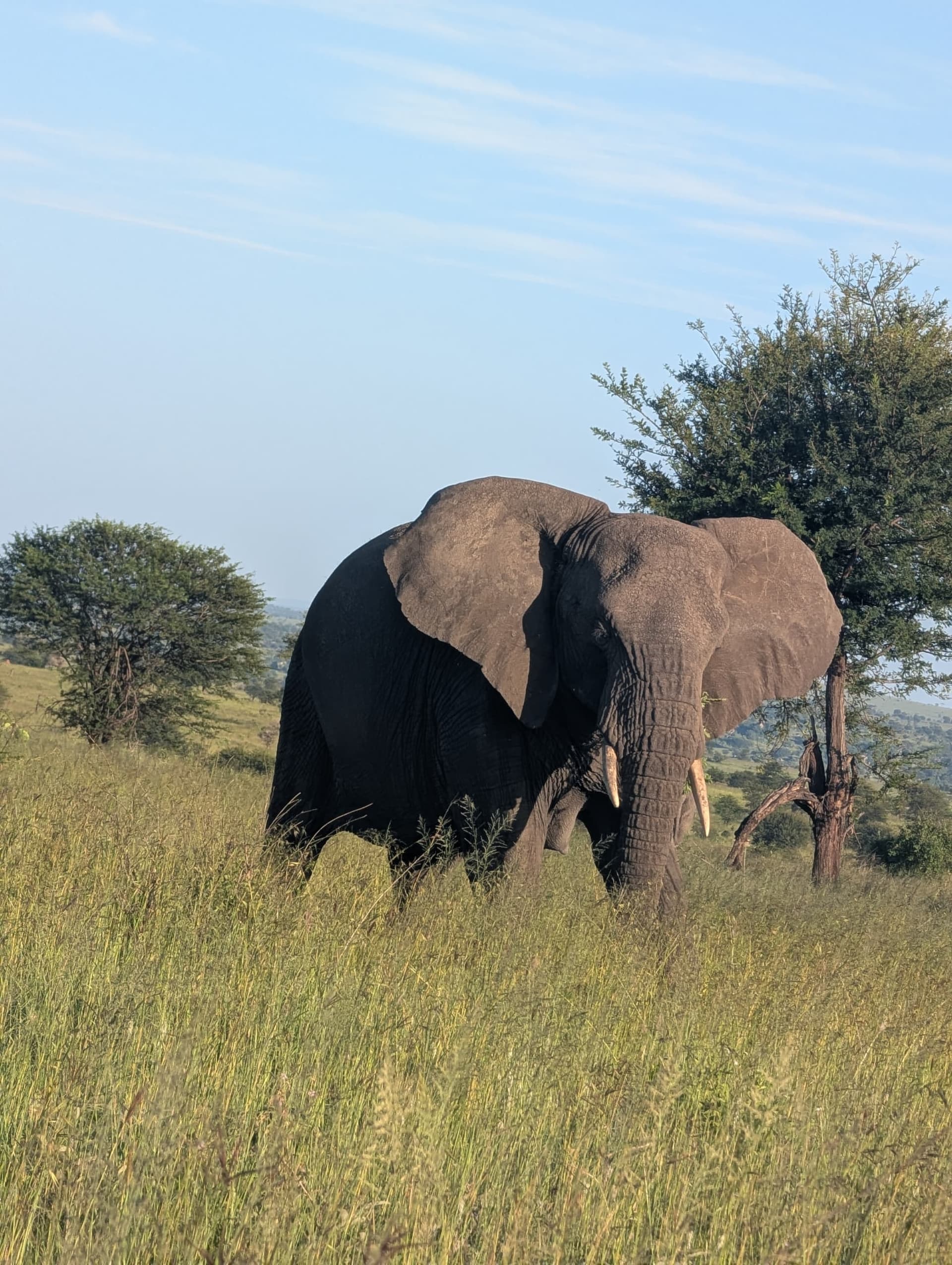 1-Day Safari Adventure & Guided Nature Walk Experience