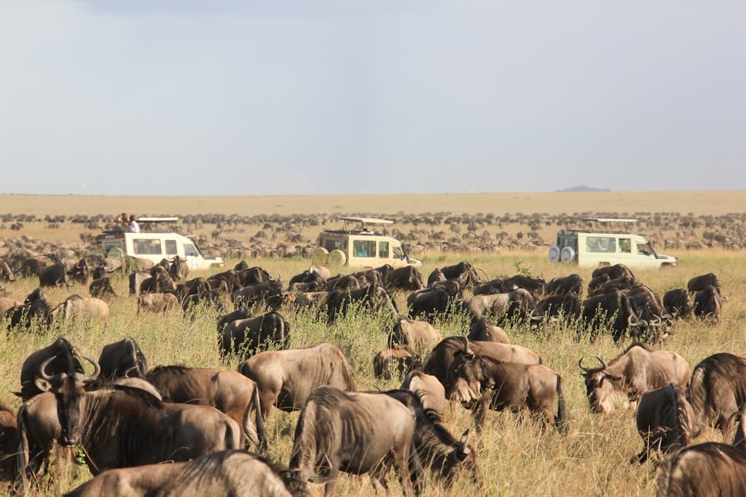 Complete Budget Guide to Tanzania Safari Under £2500 per Person for First-Time Visitors