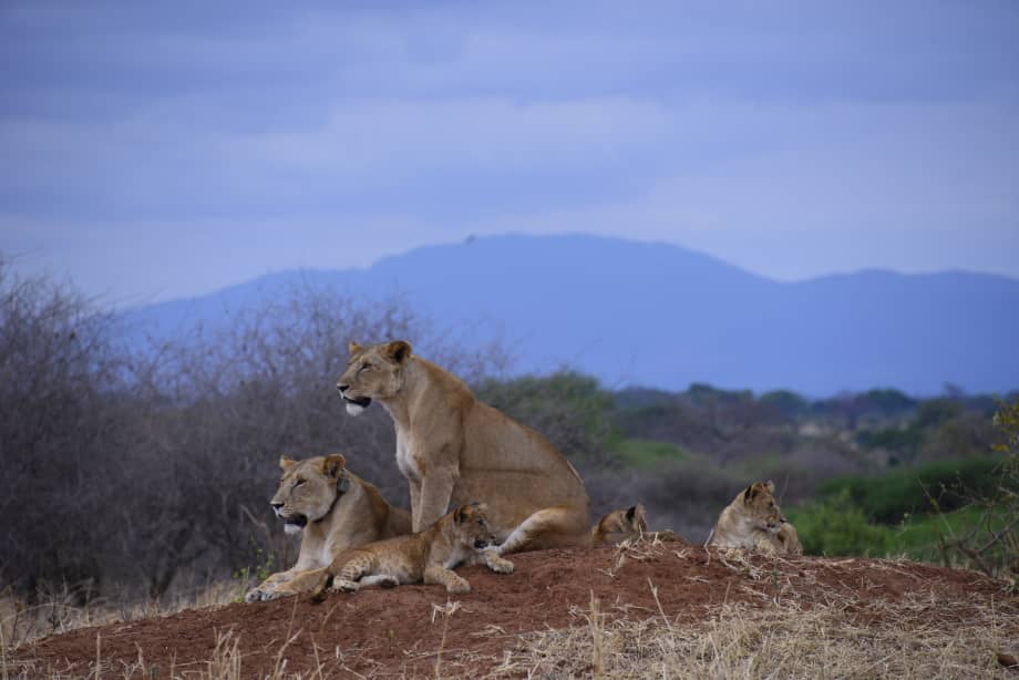 6-Day Northern Tanzania Safari - Serengeti, Ngorongoro & Tarangire