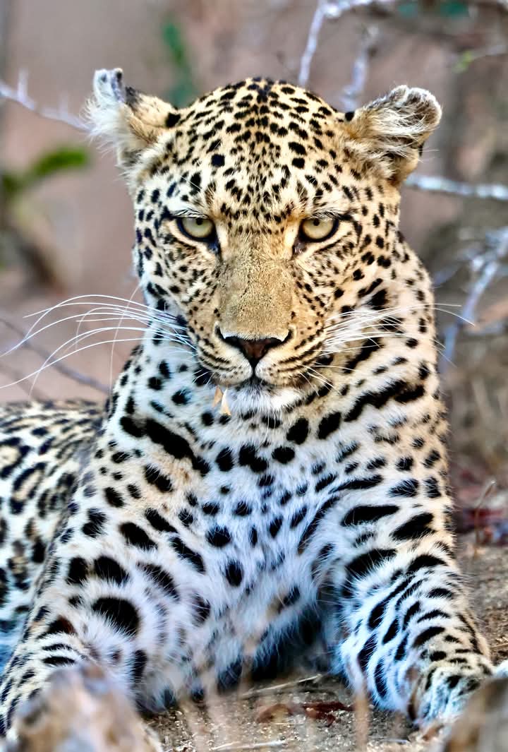 5-Day Masai Mara, Amboseli Budget Safari