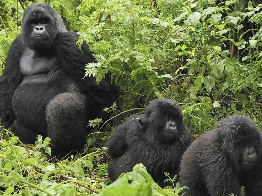 5-Day Short Holiday Package to Uganda – Gorilla Trekking