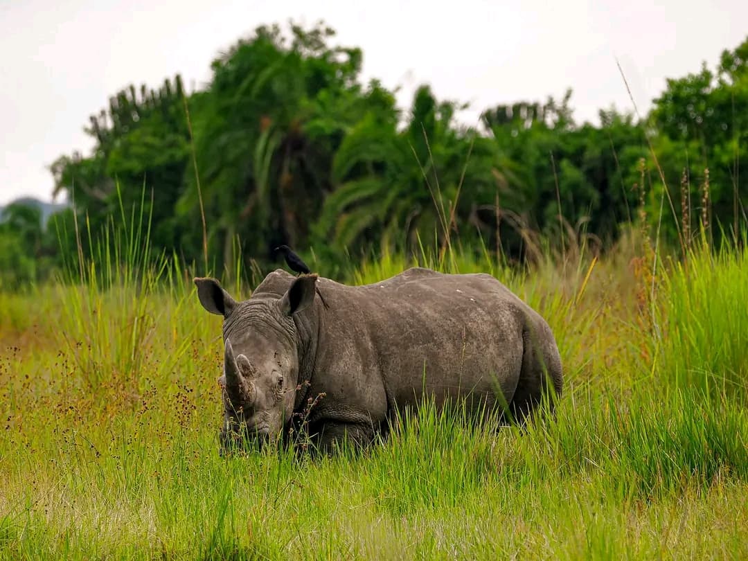 1-Day Rhino Tracking Experience Uganda