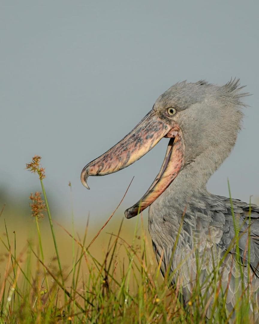1-Day Shoebill Stock and Mabamba Wetland Birdwatching
