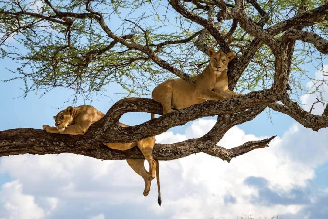 10-Day In the Heart of the Wild Safari