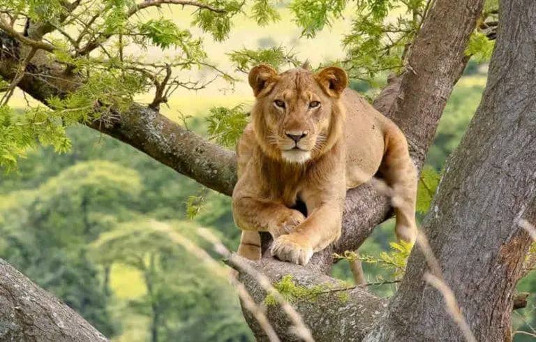 6-Day Kenya's Iconic Safari Circuit