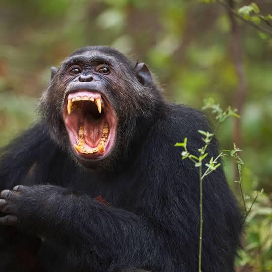 6-Day Into the Heart of Africa Gorillas, Chimps& Lakes