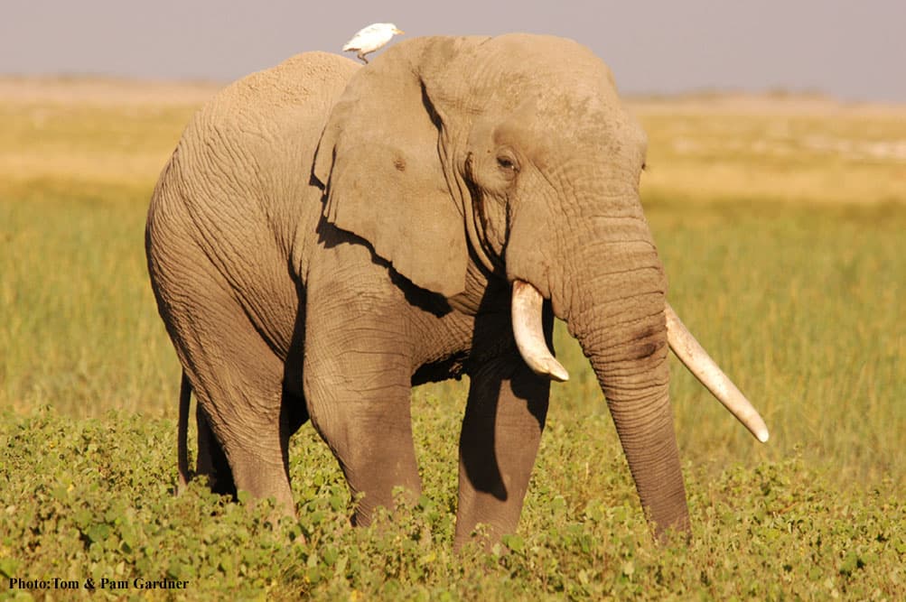 3-Day Amboseli Elephant Encounter Safari