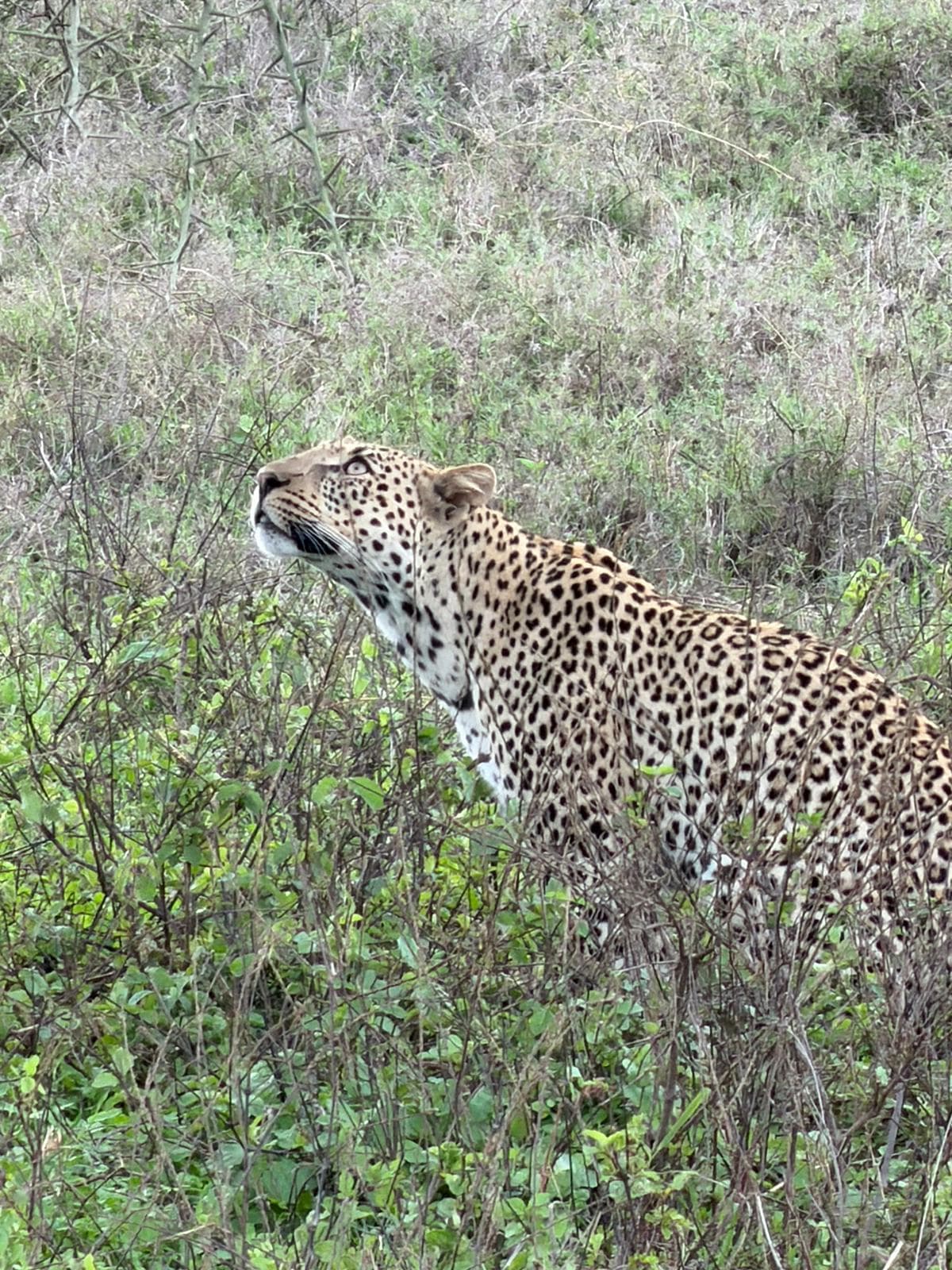 12-Day Tarangire, Manyara, Serengeti & Ngorongoro + Zanzibar Beach_Safari