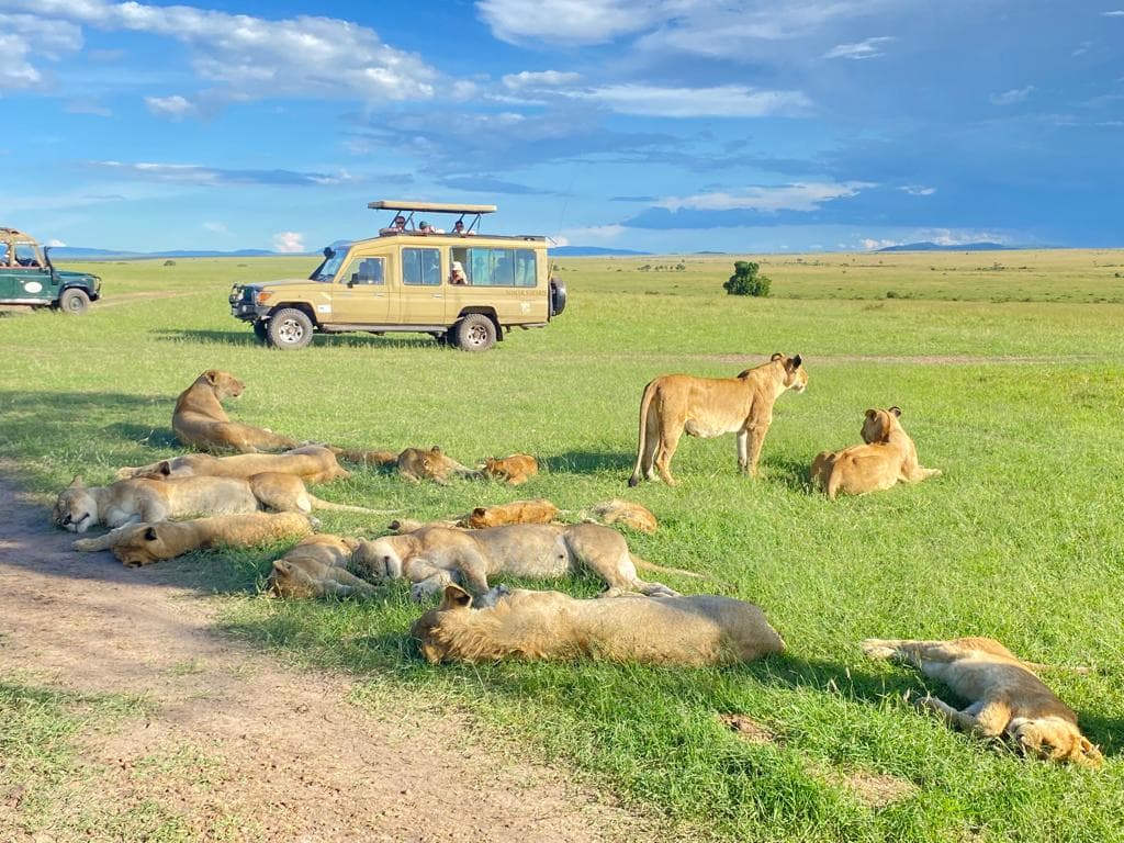 4-Day MASAI MARA & LAKE NAKURU PARK GROUP JOINING SAFARI
